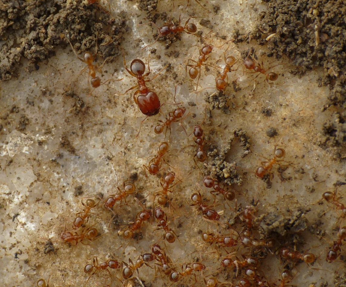 Pheidole pallidula:foto di famiglia